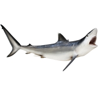 Рыба серая акула целая 200 см превью 1