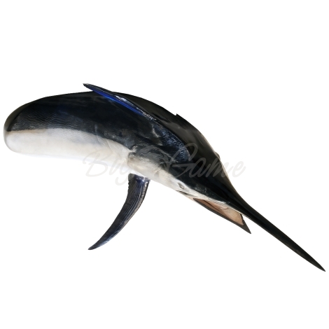 Рыба голубой марлин голова 150 см фото 4