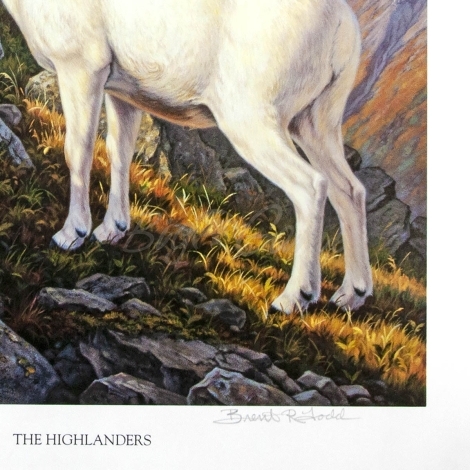 Картина Todds репродукции Highlanders (белые бараны) фото 2