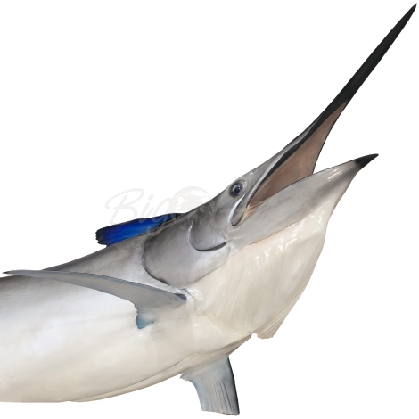 Рыба голубой марлин голова 150 см фото 5