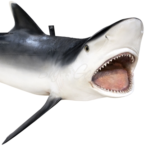 Рыба серая акула целая 200 см фото 3