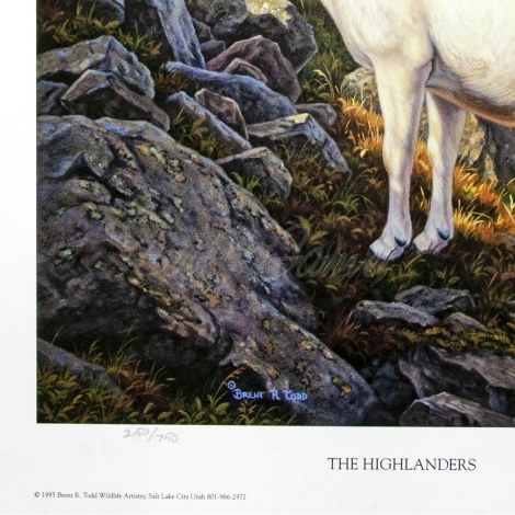 Картина Todds репродукции Highlanders (белые бараны) фото 3