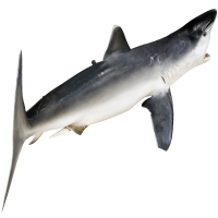 Рыба серая акула целая 200 см превью 4