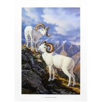 Картина Todds репродукции Highlanders (белые бараны)