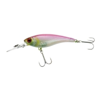 cotton shad