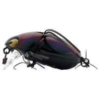 rainbow beetle