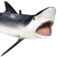 Сувенир HUNTSHOP Рыба серая акула целая 200 см превью 3