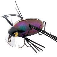 rainbow beetle