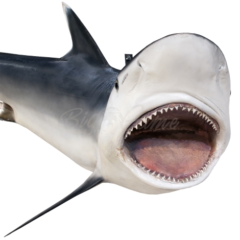 Сувенир HUNTSHOP Рыба серая акула целая 200 см фото 5