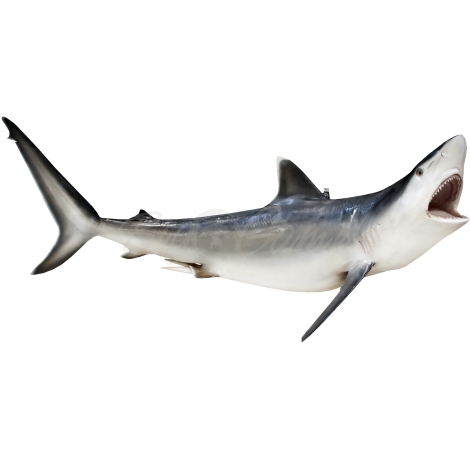 Рыба серая акула целая 200 см фото 1