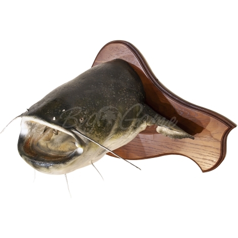 Сувенир HUNTSHOP Рыба сом голова медальон 90 см фото 3