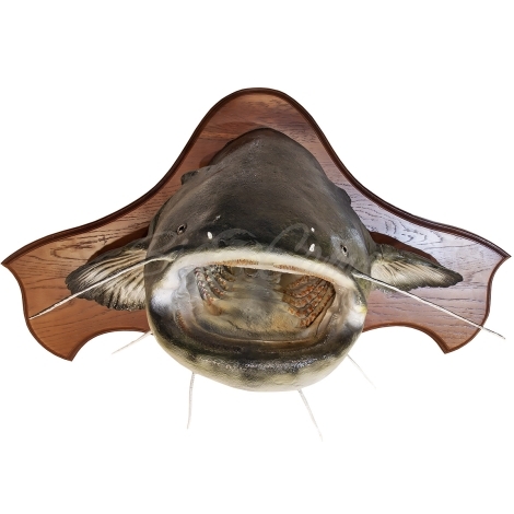 Сувенир HUNTSHOP Рыба сом голова медальон 90 см фото 5