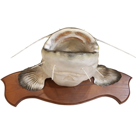 Сувенир HUNTSHOP Рыба сом голова медальон 90 см фото 2