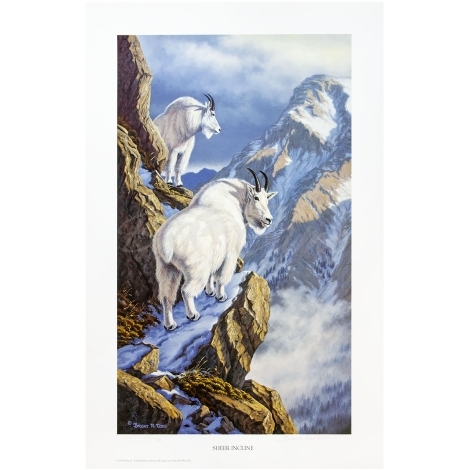 Картина Todds репродукции Sheer incline (белые козы) фото 1