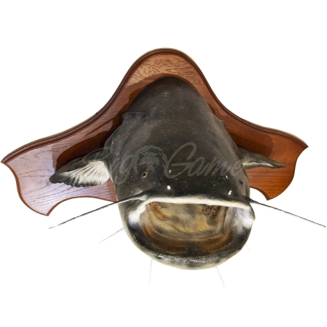 Сувенир HUNTSHOP Рыба сом голова медальон 90 см фото 4