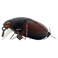 mat red timber beetle