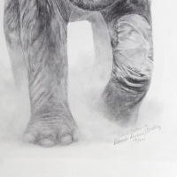 Картина Репродукция «Слон африканский» превью 2