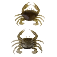 Краб SAVAGE GEAR LB 3D Manic Crab 5 см цв. Tan Crab (4 шт.) превью 1