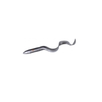 20-Black Silver Eel