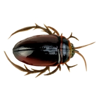 Воблер CHAFER37 Жук-плавунец 4,6 г код цв. 117 превью 3