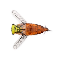 Воблер SMITH Bisen (цикада) 38F код цв. 19 превью 2