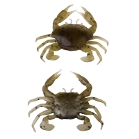 Краб SAVAGE GEAR LB 3D Manic Crab 2,5 см цв. Tan Crab (5 шт.)