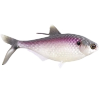 purple shad