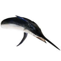 Рыба голубой марлин голова 150 см превью 4