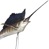 Сувенир HUNTSHOP Рыба Парус целая 250 см превью 3